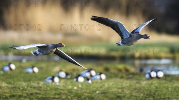 Greylag Goose, Anser anser, birds in flight over winter marshes