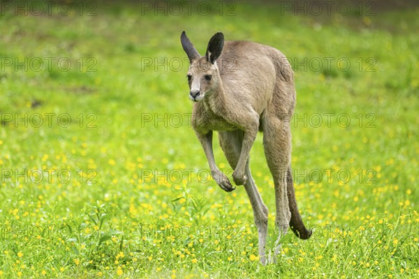 Eastern grey kangaroo (Macropus giganteus) on a meadow, Bavaria, Germany, Europe