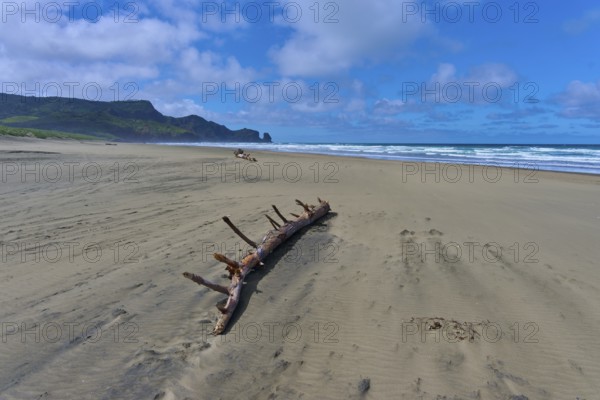 A large piece of driftwood lies on the sandy beach overlooking the blue sea, Bethells Beach, Te Henga, Auckland, New Zealand, Oceania