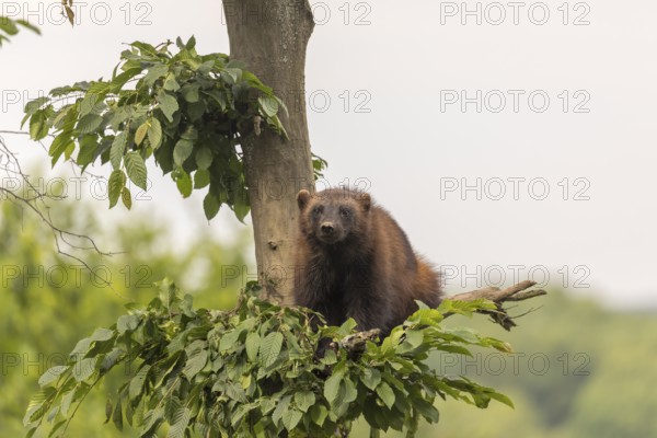 One wolverine, (Gulo gulo), sitting high in a tree. A hazy sky and some green trees in the background