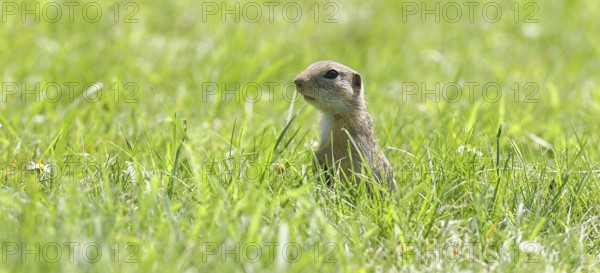 European ground squirrel (Spermophilus citellus) standing upright in a meadow, Burgenland Austria