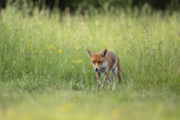 Red fox (Vulpes vulpes) adult animal in grassland countryside with wildlflowers in the summer, England, United Kingdom, Europe
