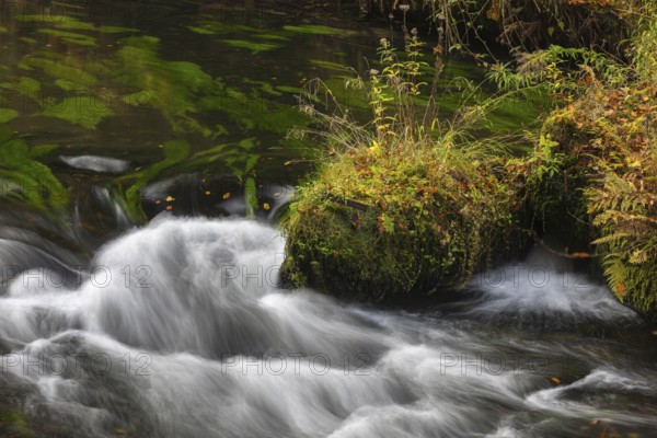 Flowing water with ferns and rocks in the Edmunds Gorge in autumn. River Kamnitz, Hrensko, Ustecky kraj, Czech Republic, Europe