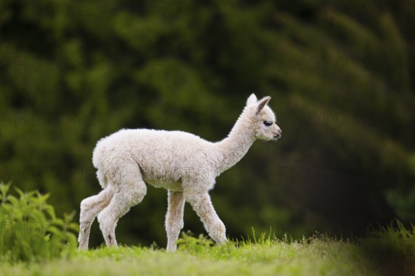 One young Alpaca (Vicugna pacos) stands on a fresh green meadow . A green forest in the distant background