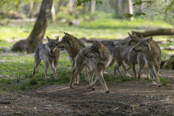Group of six eurasian gray wolves (Canis lupus lupus) walking on a path in an open forest. Watching something on the left side. Rocks, logs and green vegetation in the background