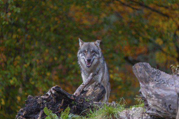 One eurasian gray wolf (Canis lupus lupus) standing between logs on a hill with a forest in fall colours in the background