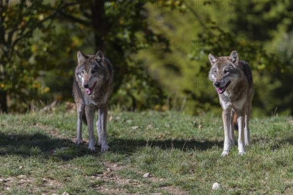 Two eurasian gray wolf (Canis lupus lupus) walking up a hill on green grass with a forest in fall colours in the background