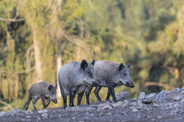 Three adult wild boar or wild pig (Sus scrofa) walking over an opening with a green forest in the background