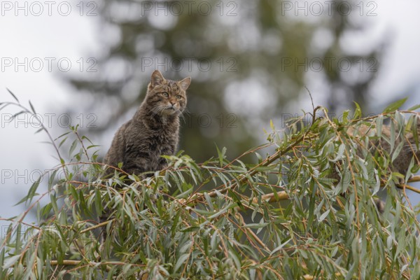 One European wildcat, Felis silvestris silvestris, sitting in a green weeping willow tree. Green leaves all around. Mountains and grey sky in the background