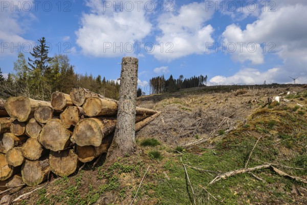 27.04.2022, Hilchenbach, North Rhine-Westphalia, Germany, Forest dieback in the Siegen-Wittgenstein district in the Sauerland, drought and bark beetles damage the spruce trees in the coniferous forest. Dead spruce trees were felled, Europe