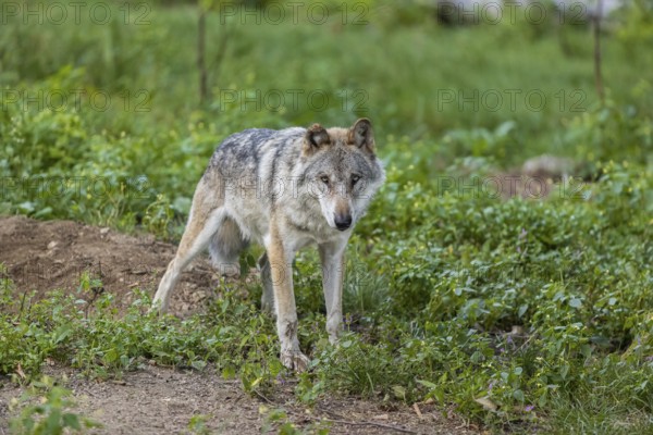 One adult male eurasian gray wolf (Canis lupus lupus) standing in the green undergrowth at a forest edge