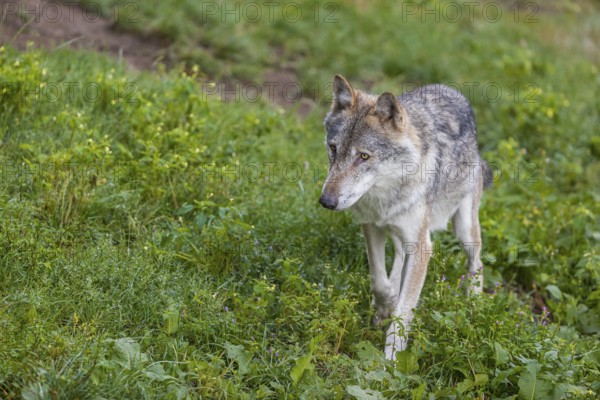 One adult eurasian gray wolf (Canis lupus lupus) walking through the green undergrowth at a forest edge