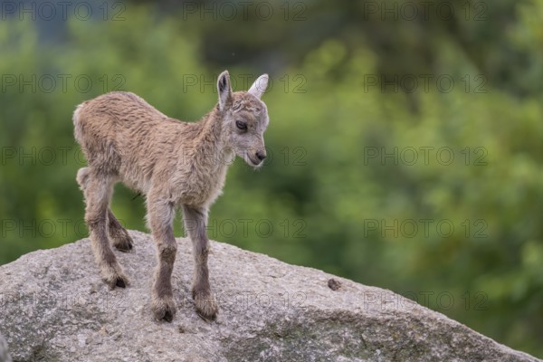 One baby ibex (Capra ibex) climbing on rocks. Some green vegetation around and a forest in the background