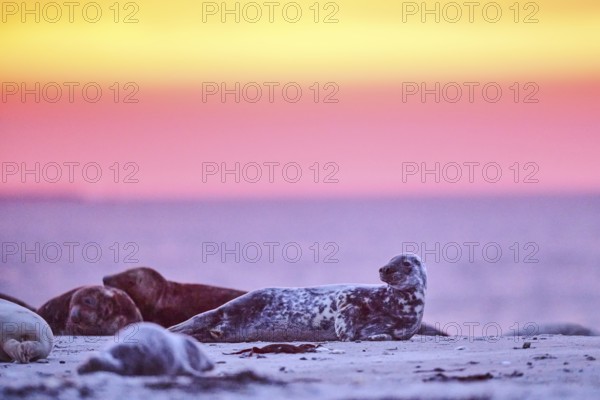 Grey seal (Halichoerus grypus) lying on the beach at sunset, Düne, Helgoland, Schleswig-Holstein, Germany, Europe
