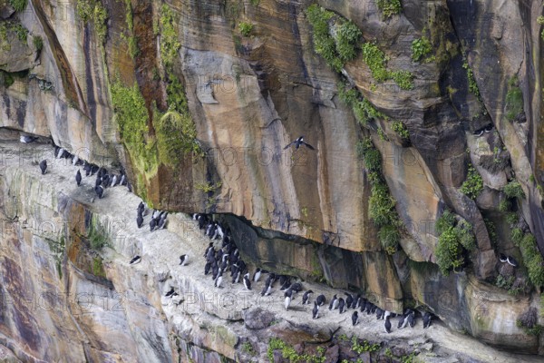 Guillemot (Uria aalge) and razorbill (Alca torda), small colony on a rock band in an overgrown cliff face, Thurso, Scotland, Great Britain