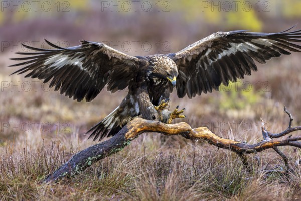 European golden eagle (Aquila chrysaetos chrysaetos) landing on branch with spread wings in moorland, heathland