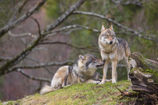 Two eurasian gray wolves (Canis lupus lupus), the alpha couple, stand on top of a small hill. He sniffes on her