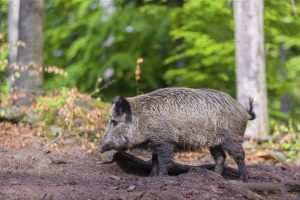 A wild boar (Sus scrofa) looks for food in a clearing