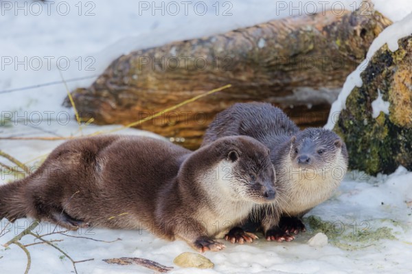 On a sunny day two otters (Lutra lutra) sit in the snow in front of a root of a dead tree