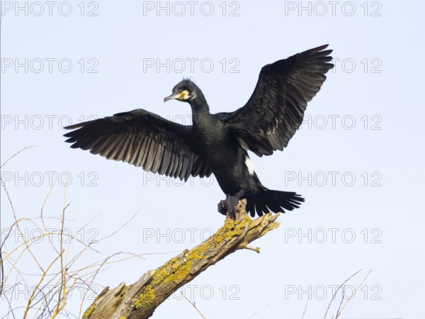 Common Cormorant (Phalacrocorax carbo), adult male in breeding plumage, perched on a dead tree branch with outstretched wings to dry its plumage after fishing, Hesse, Germany, Europe