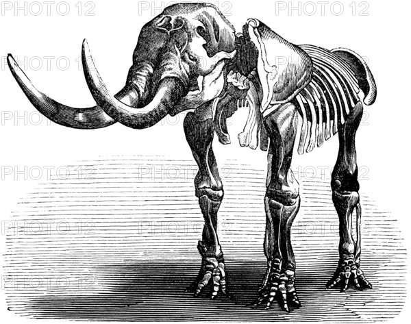Skeleton of a Mastodon giganteum, palaeontology, lived from Oligocene to Pleistocene, family of proboscideans, extinct ancestor of the elephant, bones, skeleton, tusks, evolution, biology, historical illustration 1880