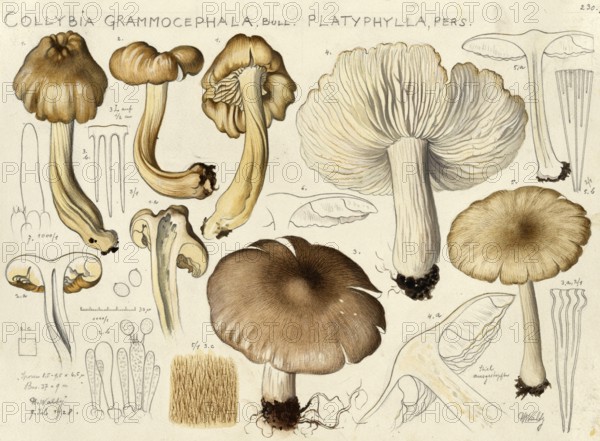 Mushroom, fungi, Collybia grammocephala and broad-leafed platyphylla, also known as broad-leafed platyphylla, Megacollybia platyphylla, authentic reproduction of an illustration by Hans Walty (1868-1948) from about 1915, historical