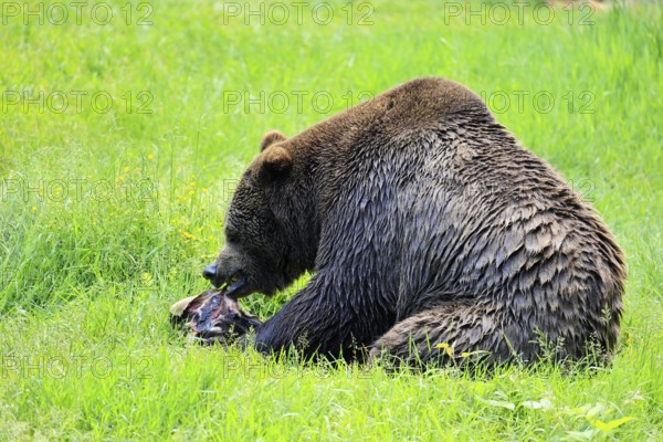 Eurasian brown bear (Ursus arctos arctos), adult, female, feeding on carrion, in summer, Bavarian Forest National Park, Germany, Europe