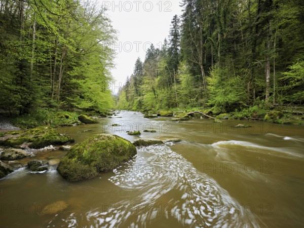 European beech trees shedding leaves, in the foreground moss-covered stones on the river Sihl, Sihlsprung, Menzingen, Canton Zug, Switzerland, Europe