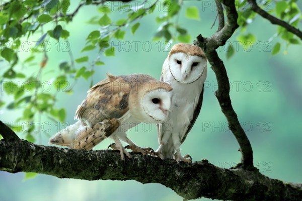 Barn owl (Tyto alba), adult, pair, vigilant, on tree, in summer, Šumava, Czech Republic, Europe