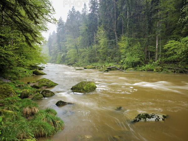 European beech trees shedding leaves, in the foreground moss-covered stones on the river Sihl, Sihlsprung, Menzingen, Canton Zug, Switzerland, Europe
