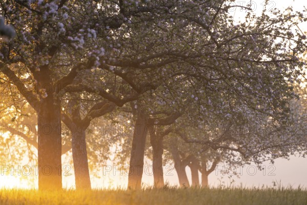 Fresh blossom, morning light, ground mist... simply magical! Foothills orchard meadow in bloom - apple tree avenue in the morning light with ground mist