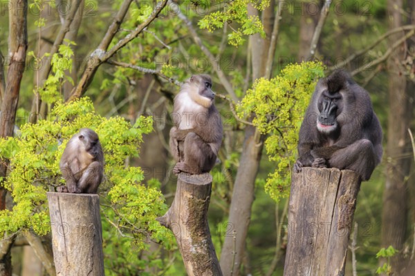 Three Drills (Mandrillus leucophaeus), a male and two females, sit high up on the three stumps of a cut tree and enjoy the early sunlight. A green forest can be seen in the background