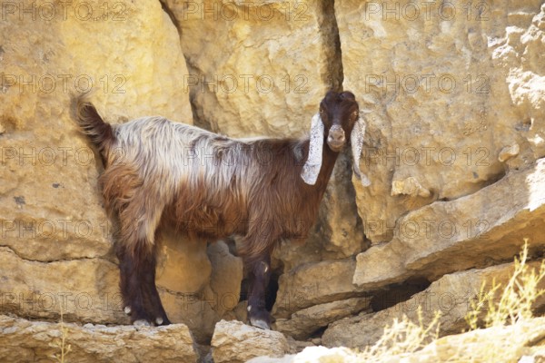 Goat (Capra aegagrus hircus) with floppy ears in Wadi Bani Khalid, Shamal ash-Sharqiyya district, Oman, Asia