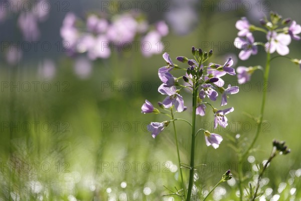 Meadowfoam (Cardamine) on a spring meadow, April, Germany, Europe