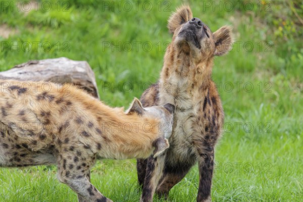 Two adult spotted hyenas (Crocuta crocuta), one male and one female, display courtship behaviour