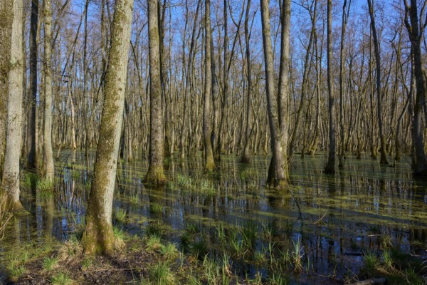 Riparian forest with trees under a clear blue sky, alders, spring, nature reserve Rote Lache by Wolfgang, Wolfgang, Hanau, Hesse, Germany, Europe