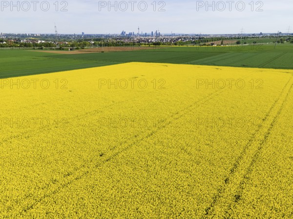 Behind blossoming rapeseed fields and the A5 motorway lie the Frankfurt districts of Kalbach and Riedberg. Behind them rise the skyscrapers of the banking skyline. (Aerial view with a drone), Frankfurt am Main, Hesse, Germany, Europe
