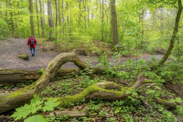 Symbolic image Hiking with smartphone and hiking app, navigation on hiking trails, digital hiking map with navigation, Komoot app, pre-programmed routes, GPS guides you precisely along the planned route, North Rhine-Westphalia, Germany, Europe