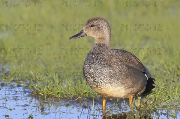 Gadwall (Mareca strepera) male standing in a wet meadow of a moorland area, mid-range duck called wildlife, duck bird, in Germany migratory bird or winter visitor, nature photography, Ochsenmoor, Naturpark Dümmer See, Hüde, Lower Saxony, Germany, Europe
