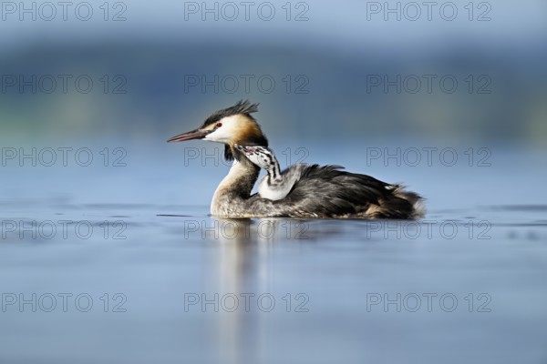 Great Crested Grebe (Podiceps Scalloped ribbonfish), with chicks in plumage swimming in the water, Lake Zug, Canton Zug, Switzerland, Europe