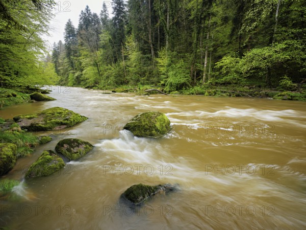 European beech trees shedding leaves, in the foreground moss-covered stones on the river Sihl, Sihlsprung, Menzingen, Canton Zug, Switzerland, Europe