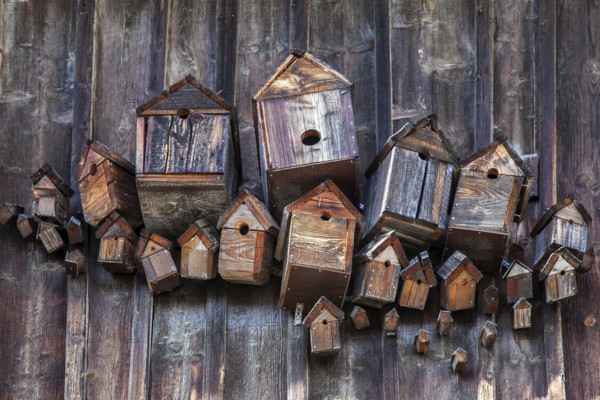 Various birdhouses on a wooden wall, near Füssen, Ostallgäu, Allgäu, Bavaria, Germany, Europe