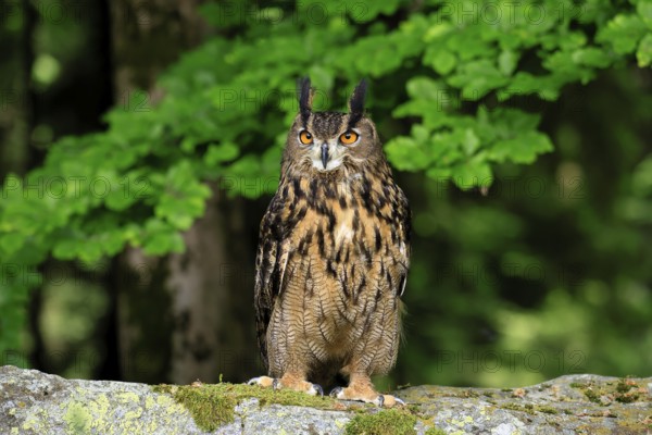 Eurasian Eagle-owl (Bubo bubo), adult, on the ground, vigilant, in summer, on the ground, wisdom, Šumava, Czech Republic, Europe
