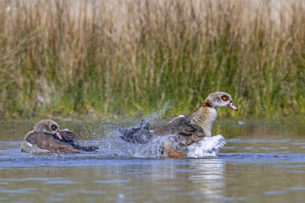 Egyptian goose (Alopochen aegyptiaca) male splashing water while flapping wings in pond in spring