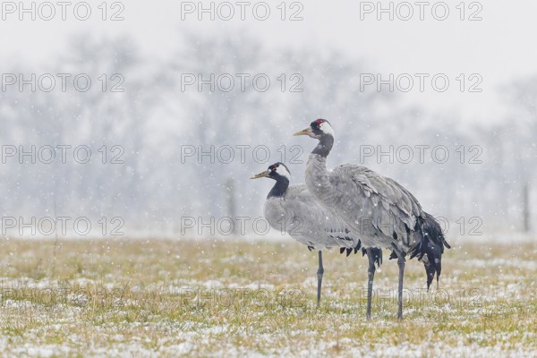 Common crane (Grus grus), also Eurasian crane, migratory bird, resting bird, breeding bird, pair, male and female in a snowdrift, Middle Elbe Biosphere Reserve, Saxony-Anhalt, Germany, Europe