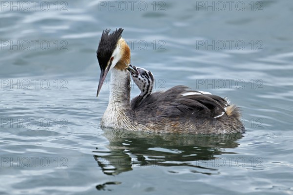 Great Crested Grebe (Podiceps Scalloped ribbonfish), with chicks in plumage swimming in the water, Lake Zug, Canton Zug, Switzerland, Europe