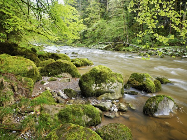 European beech trees shedding leaves, in the foreground moss-covered stones on the river Sihl, Sihlsprung, Menzingen, Canton Zug, Switzerland, Europe
