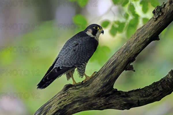 Peregrine falcon (Falco peregrinus), adult, on tree, alert, in summer, Šumava, Czech Republic, Europe