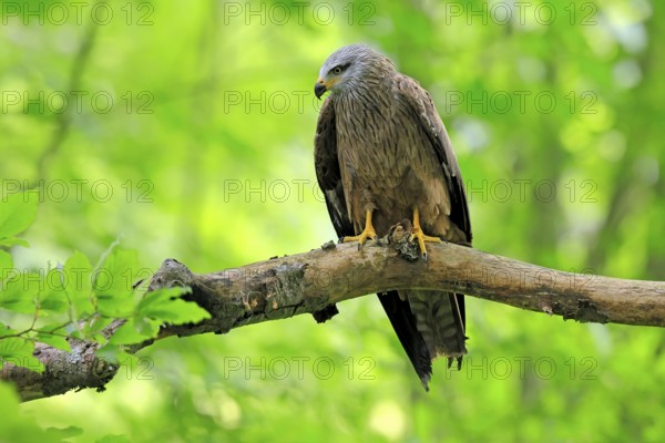 Black Kite (Milvus migrans), adult, alert, perch, Šumava, Czech Republic, Europe