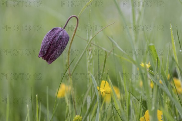 Chequerboard flowers (Fritillaria meleagris), Lower Saxony, Germany, Europe